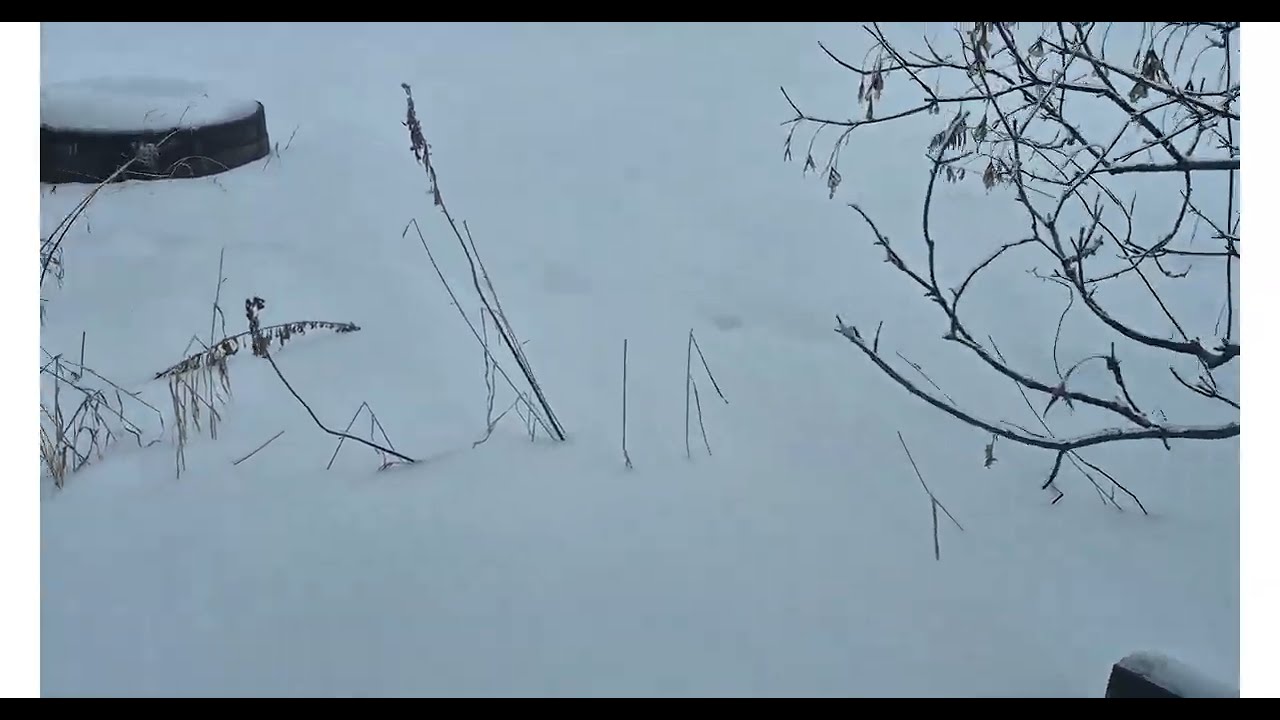 Frost/Graph In Winter @xtc58100