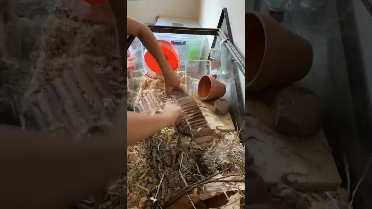 cage redo 