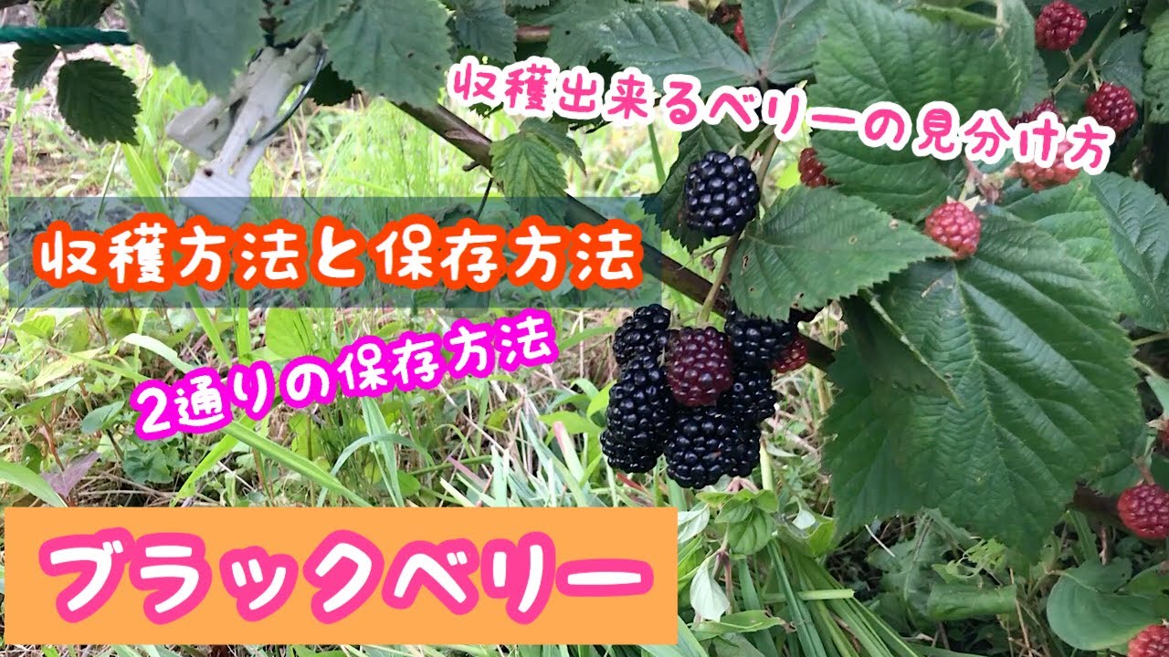 ブラックベリー収穫方法と保存方法《家庭菜園》