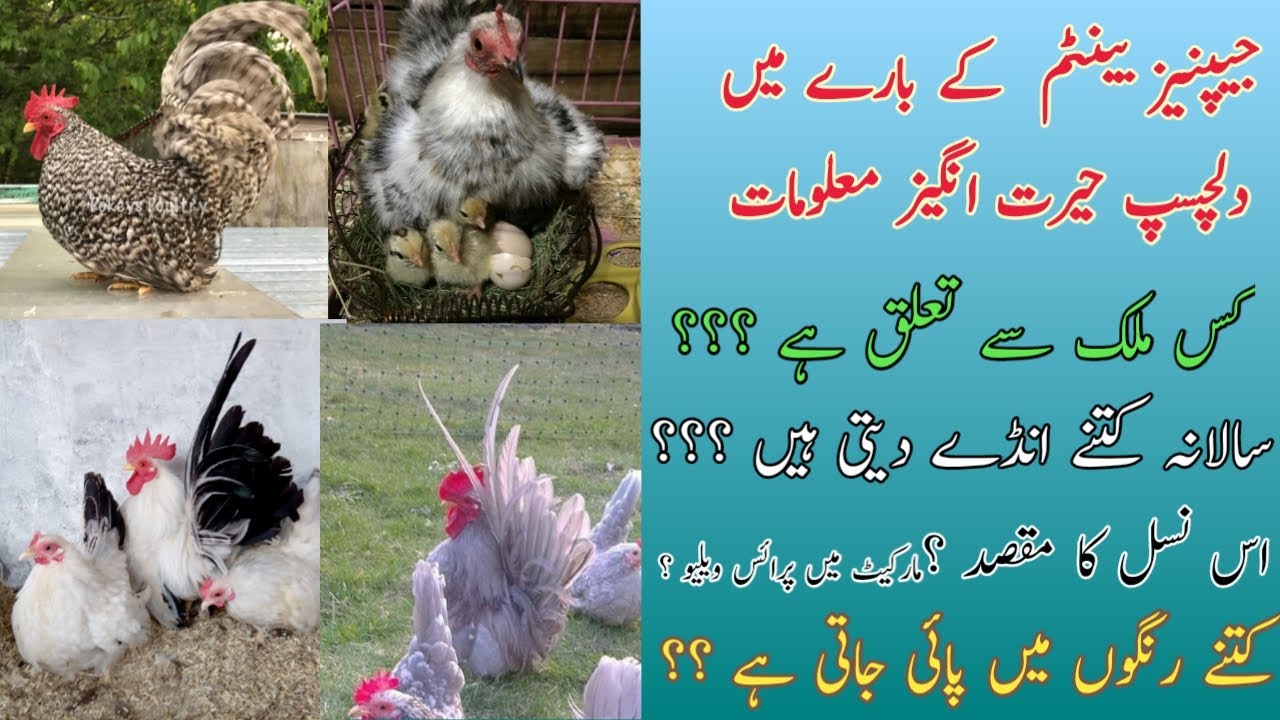 Japanese bantam|japanese bantam colours|egg production| temperament|Weight|Personality|friend fancy