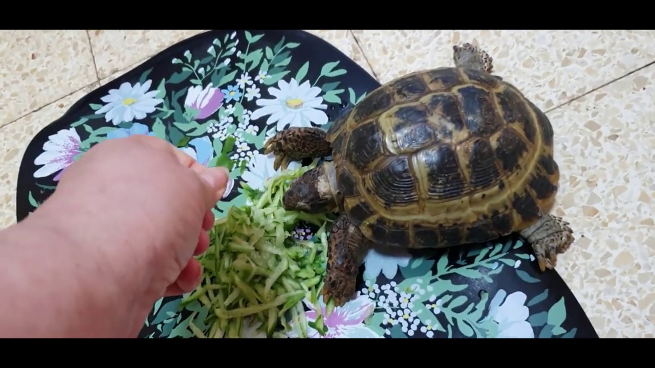 Семейные будни.Знакомство с Кнопкой...Завтрак нашей аристократки🤣