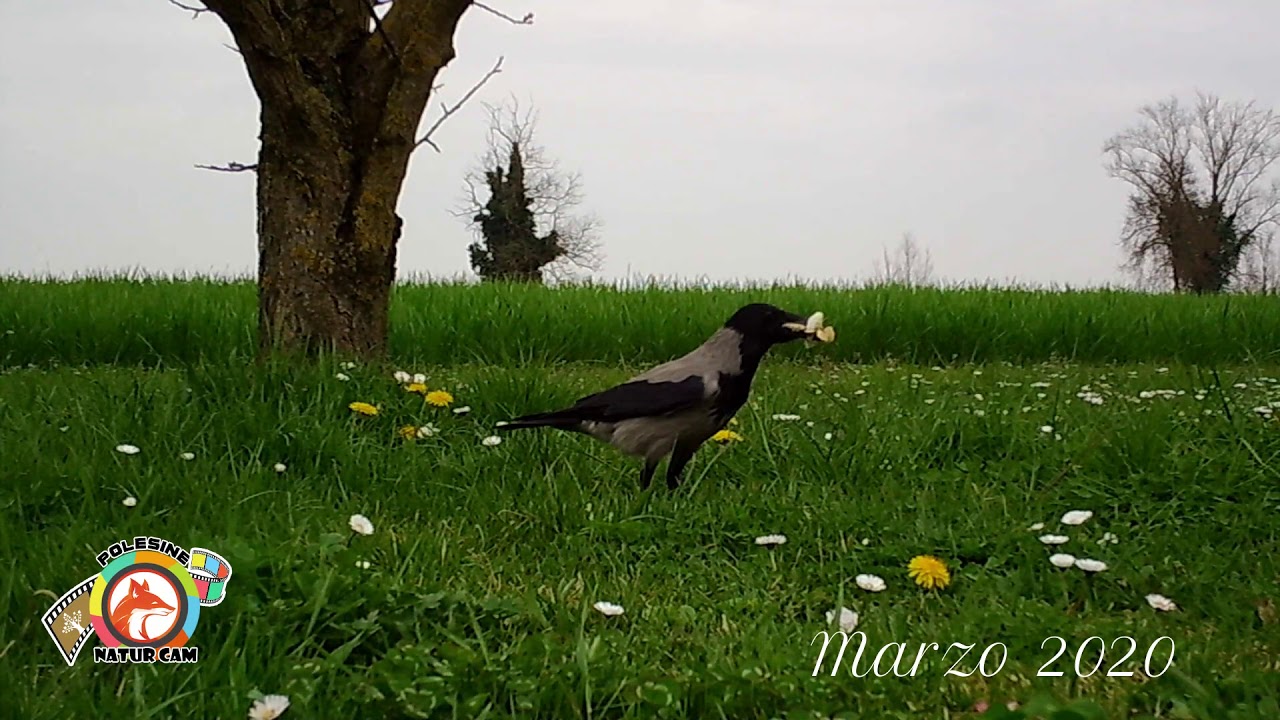 Cornacchia grigia - Polesine Naturcam