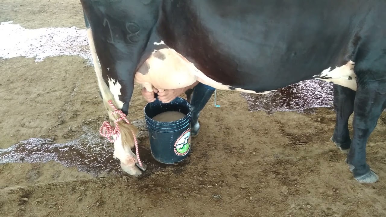 EL ASEO EN EL ORDEÑO ES PROTECCIÓN PARA SU GANADO 🥇