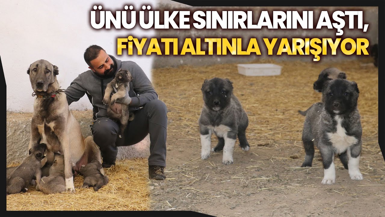 Sivas’ın Dünyaca Ünlü Kangal Köpeklerinin Fiyatı Adeta Altınla Yarışıyor