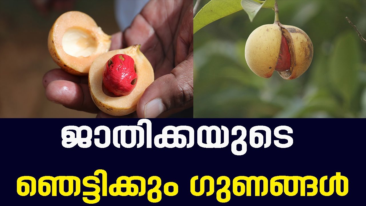 ജാതിക്കായുടെ ഞെട്ടിക്കും ഗുണങ്ങൾ