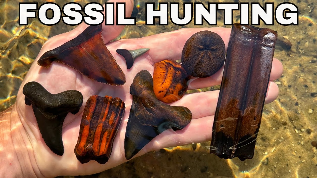 Dark Water River Diving in North Florida: Shark Teeth and Ice Age Fossils Found