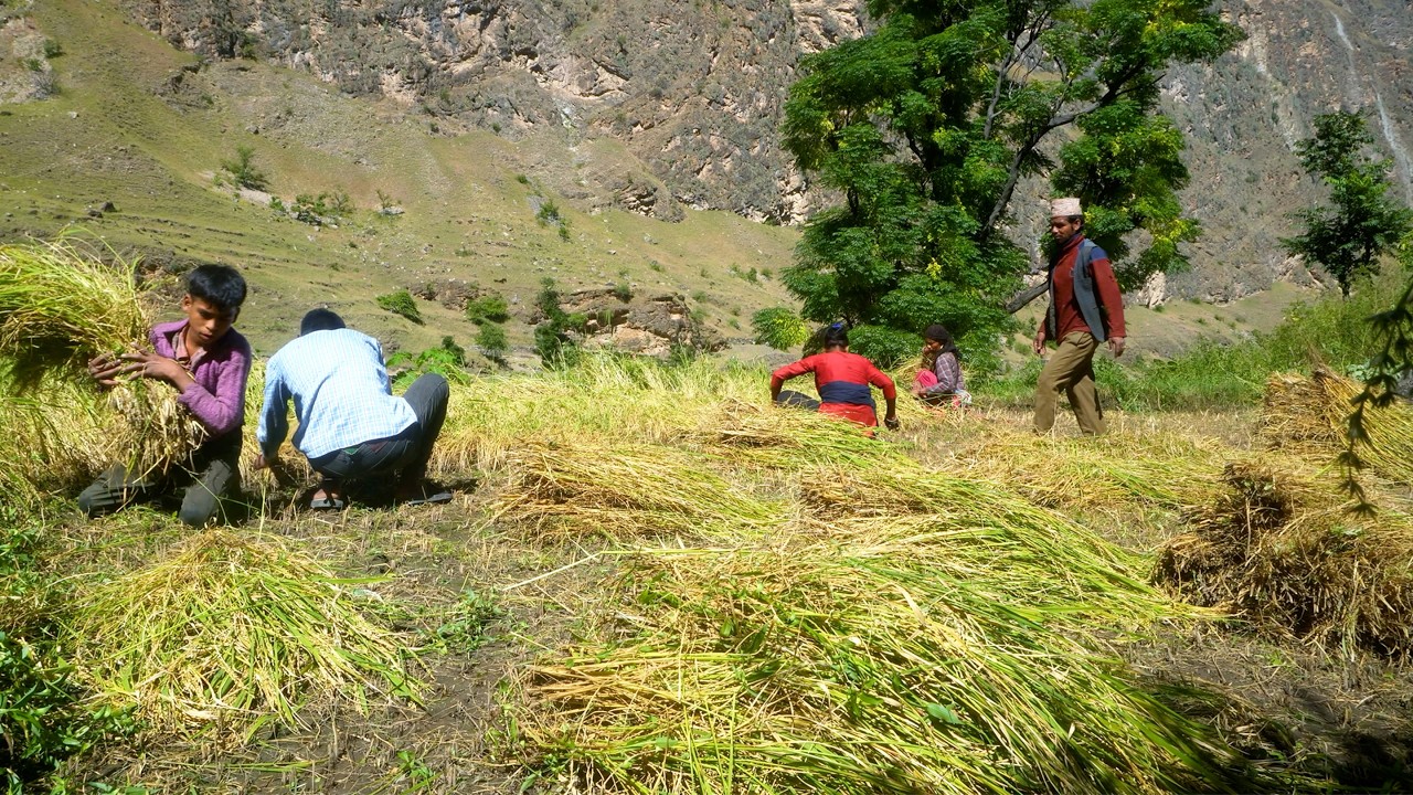 dharme brother's family farming || rural Nepal || @junglefamily
