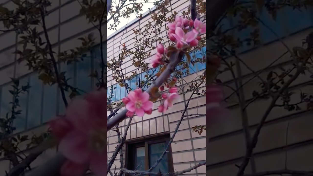 Awesome flowers 🌸💓