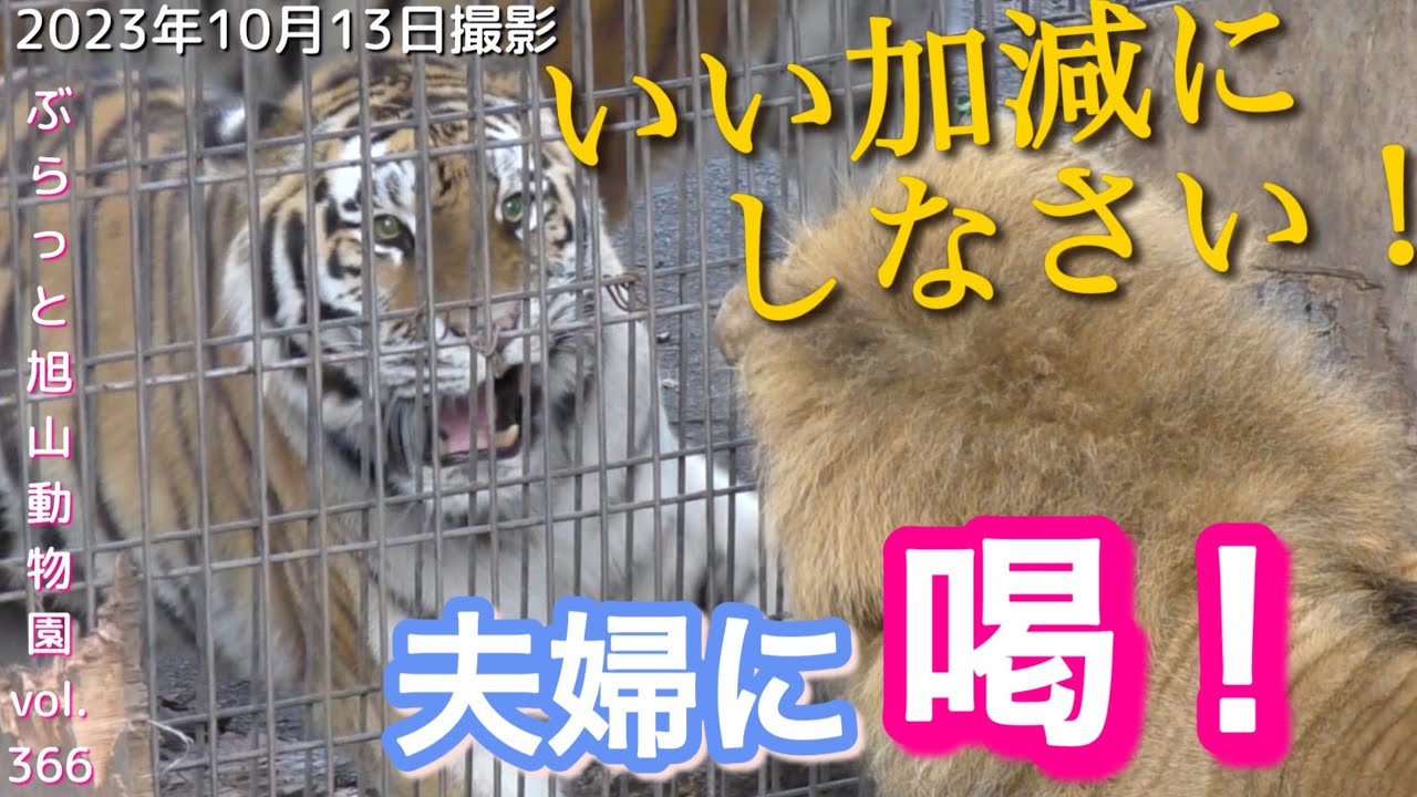 【今日のライオン】出た！夫婦に喝をするトラのザリア。夫婦は動じず⁉︎板を壊す家族。オリト＆イオファミリーvol366@旭山動物園/A tiger yells at a lion couple