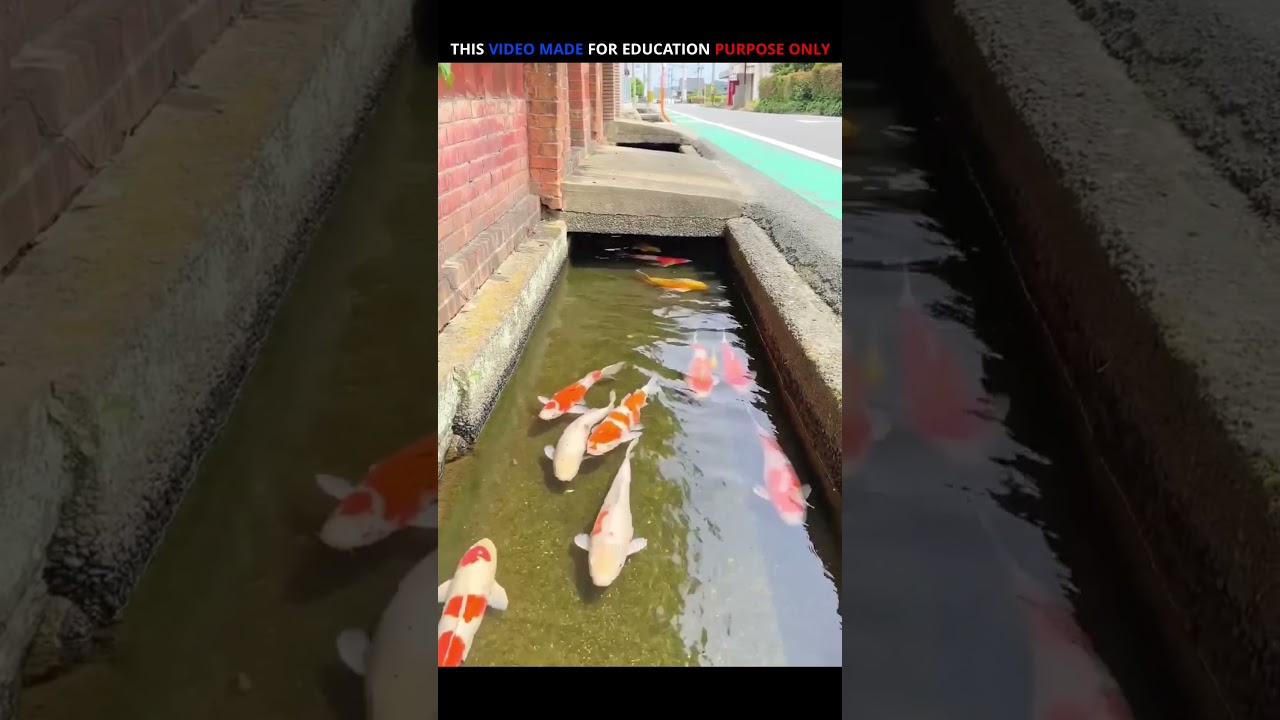 "Why Are Colorful Fish Released in Japanese Drains? 🐠🇯🇵 Unbelievable 