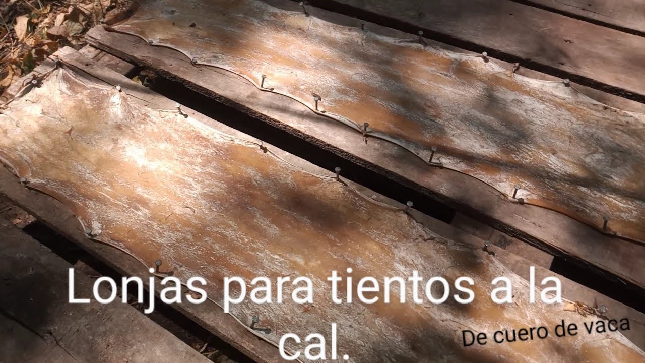 Cómo preparar lonjas para tientos,  peladas con cal.