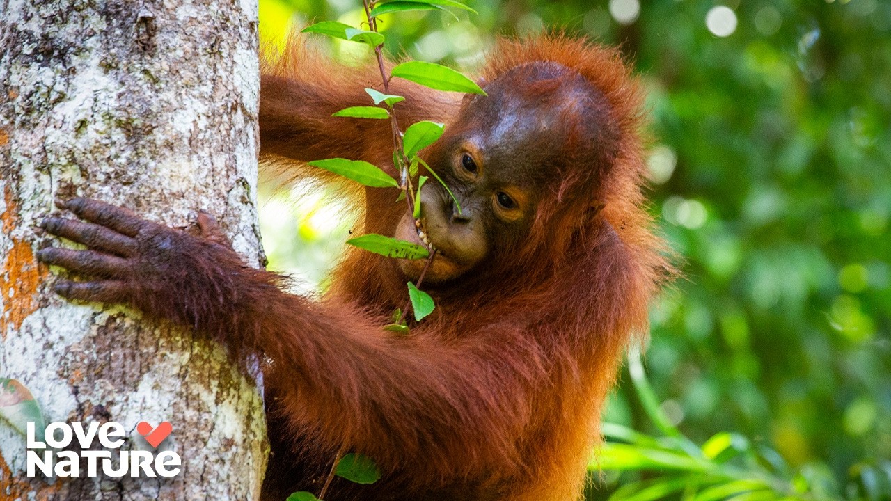 Graduation Day in the Jungle! | Orangutan Jungle School 306