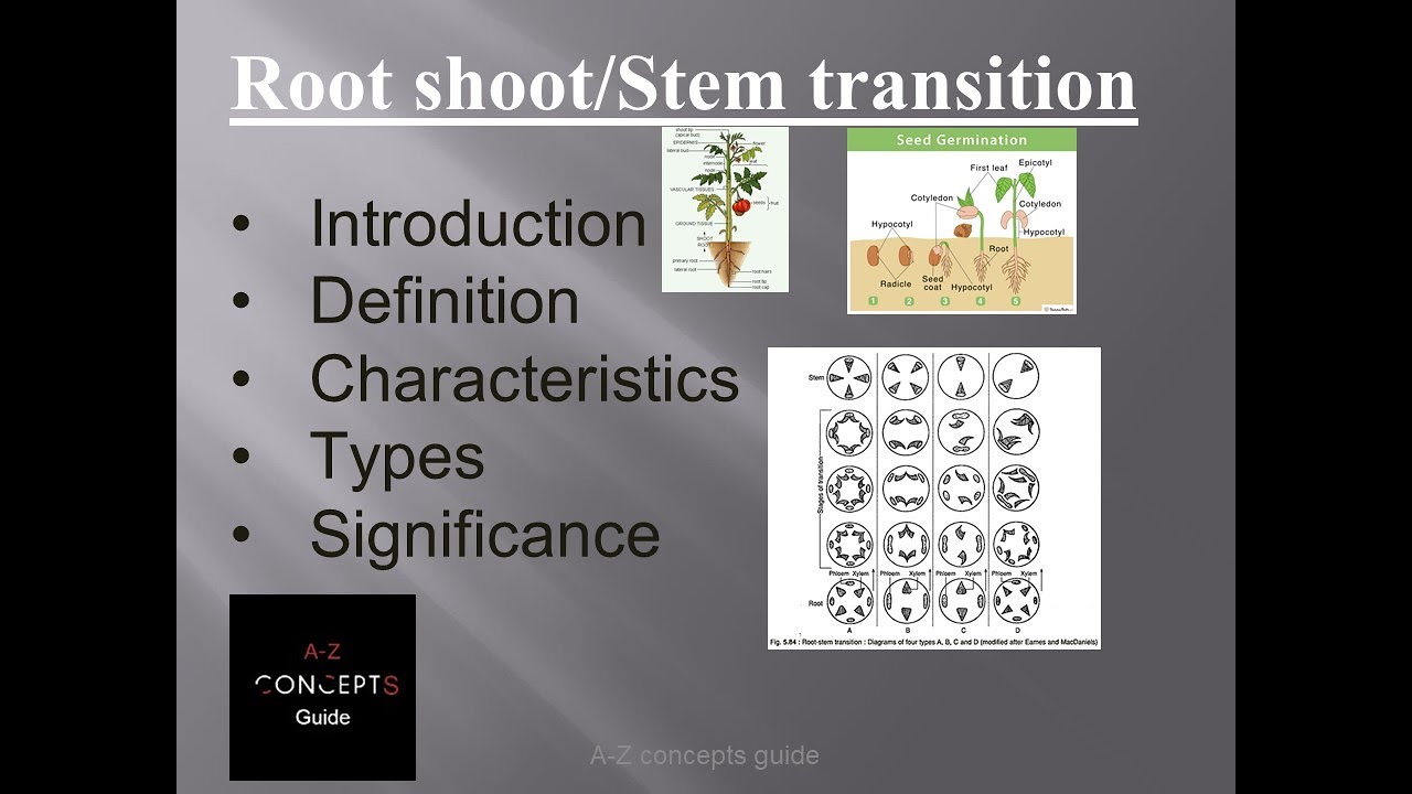 Root Stem Transition| Root shoot Transition | Plant Anatomy | A-Z Concepts Guide