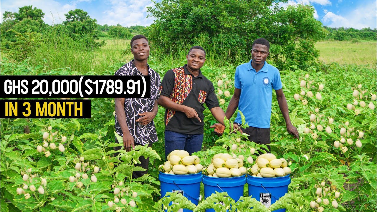 Garden Egg Farming Explained | How to Make GHS 20,000 from an Acre of Garden Eggs Farm #vegetables