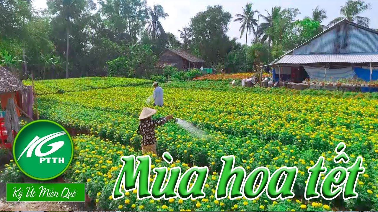 Ký ức miền quê l Mùa hoa tết l THKG