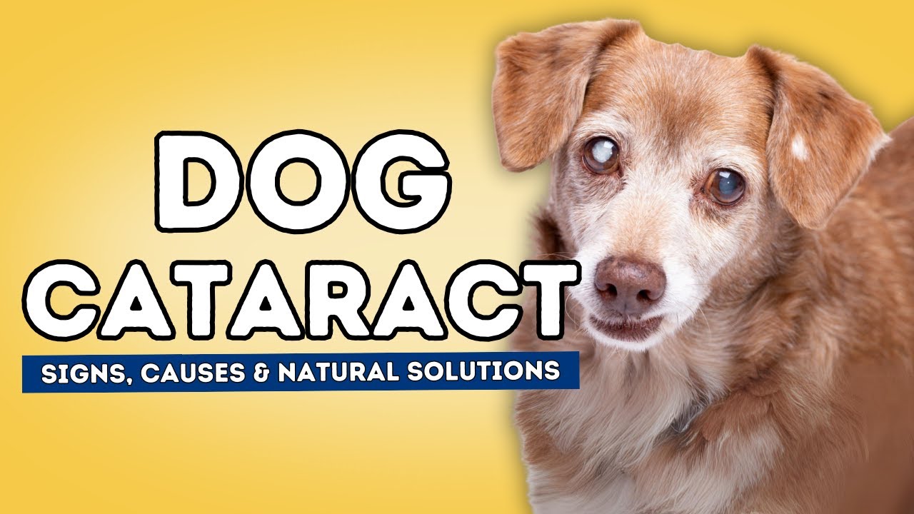 Cataracts in Dogs: Signs, Causes and Natural Solutions
