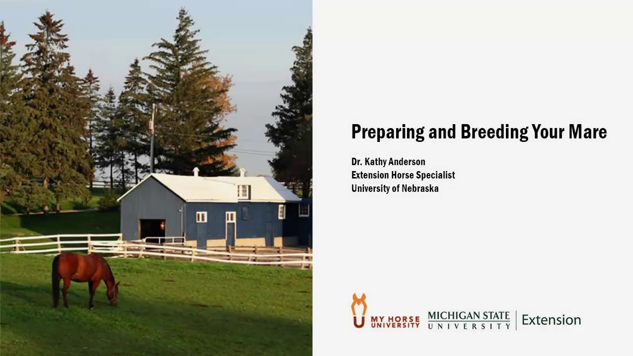 Preparing and Breeding Your Mare