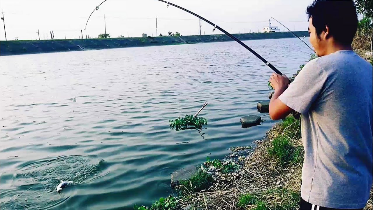 SPOT MANCING IKAN BANDENG LIAR 2020 (luar biasa besar besar ikannya )