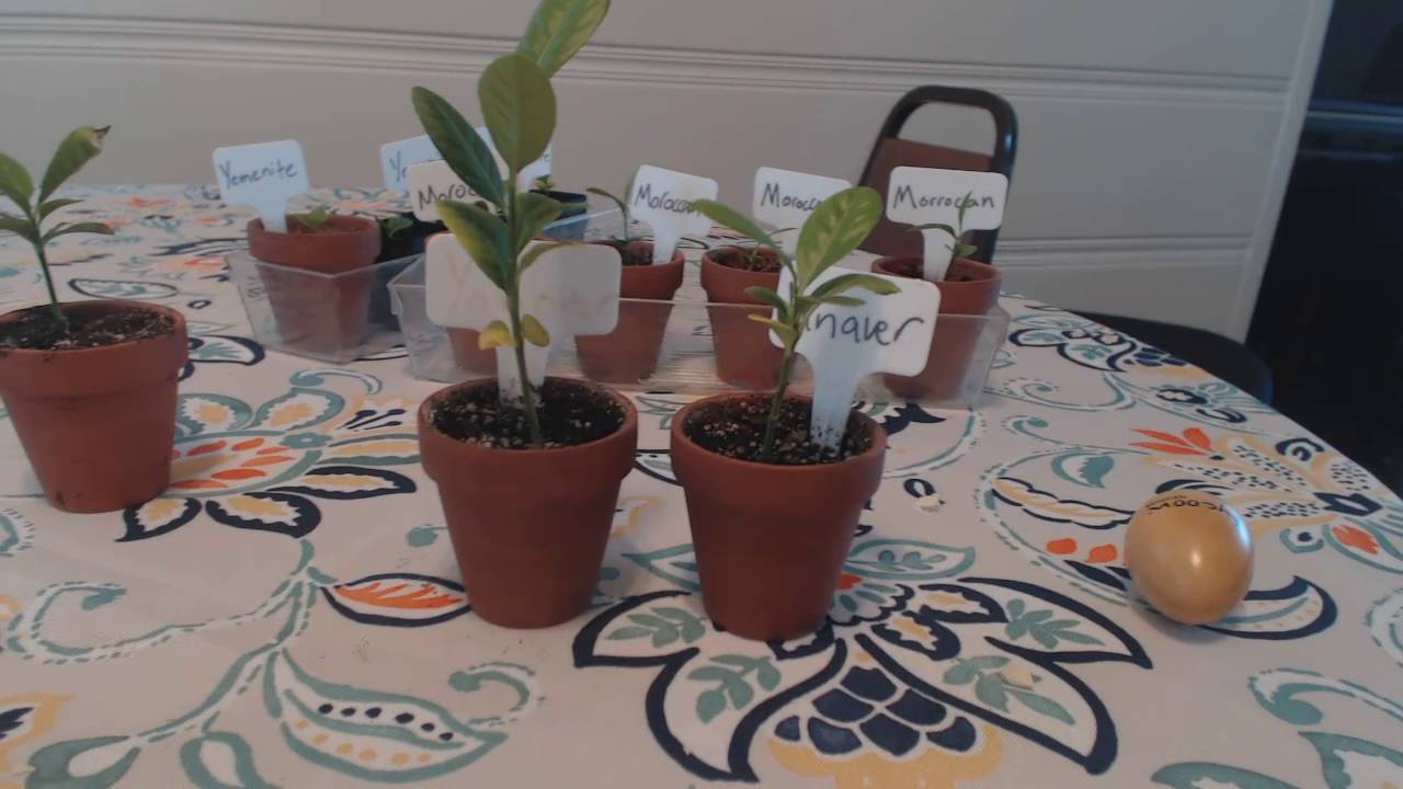 Etrog Tips