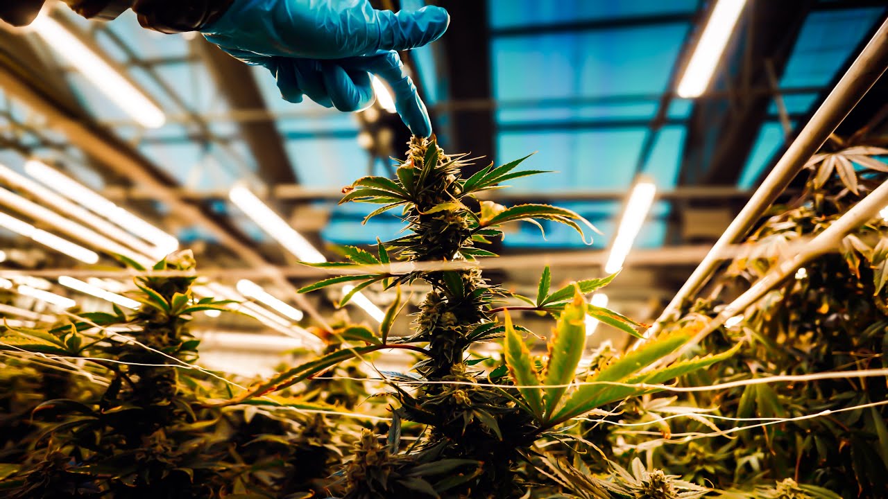 Cannabis Grow Facility | Private Tour Vlog