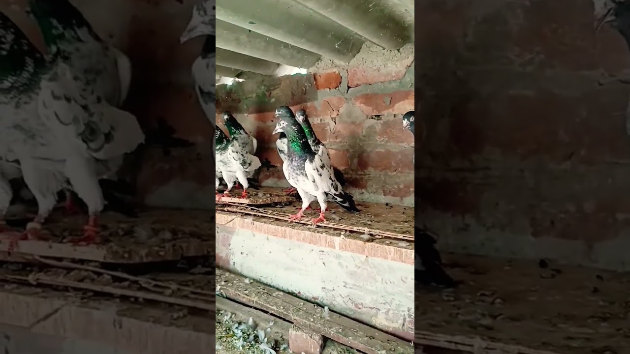 Kalsare kabootar #shorts #video