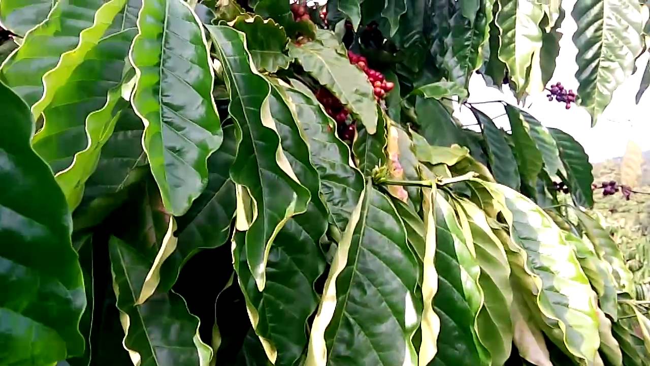 Cà phê dây thuận an đăk mil đăk nông