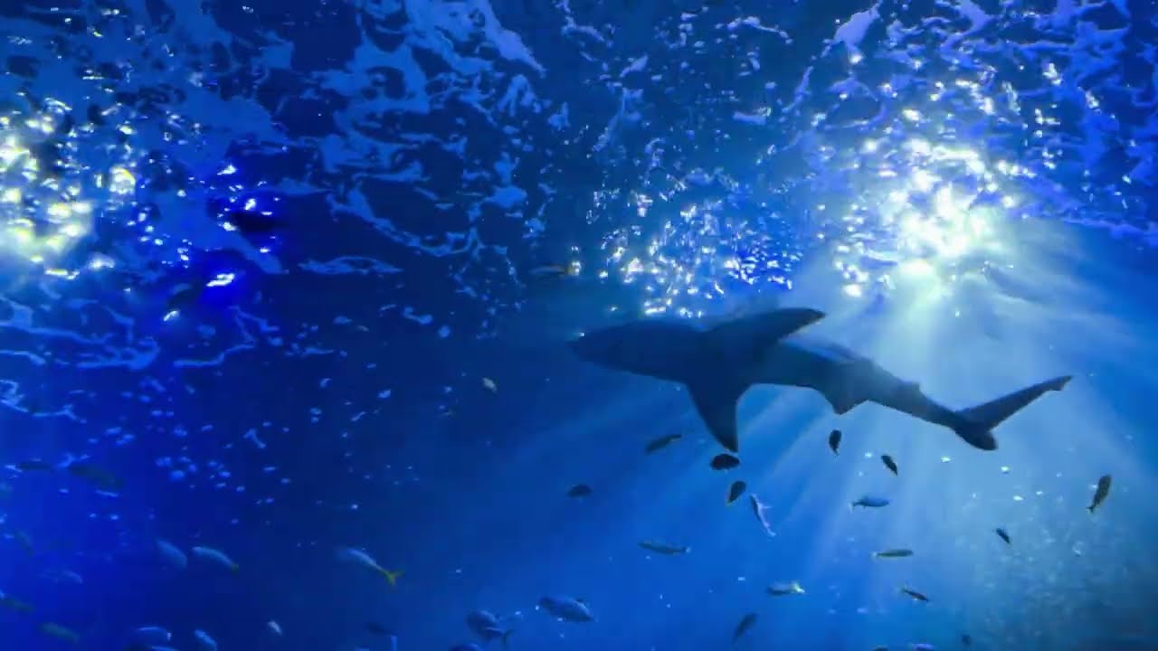 Mote Marine Aquarium Tour in Sarasota, Florida!
