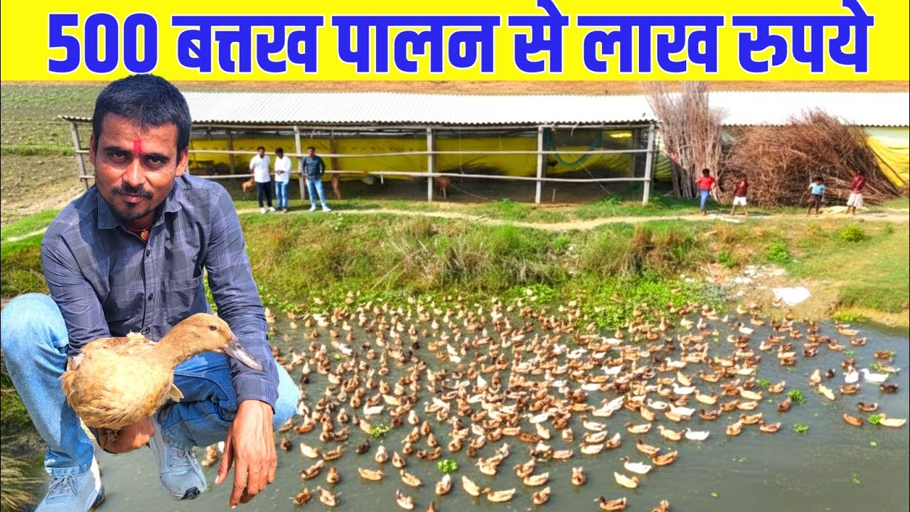 500 बत्तख पालन🦆से लाख रुपए कमाये | Duck Farming | Duck farming in india