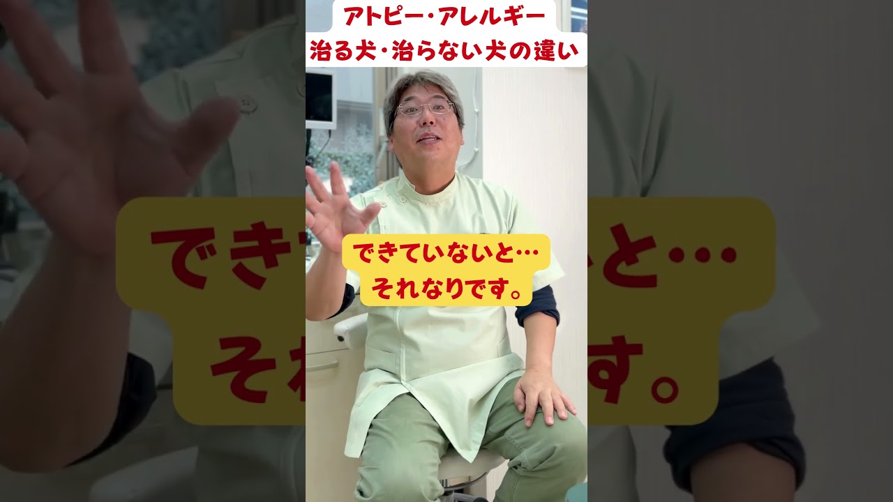 アトピー・アレルギー治る犬・ 治らない犬の違い #shorts