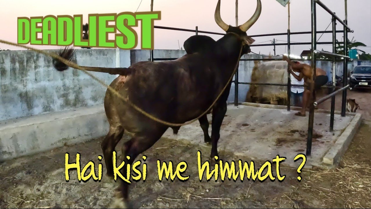 GUJJAR 🔥 Deadly Kankrej ox ever | Rahemeen Dairy Farm | Kolkata Cow 2025