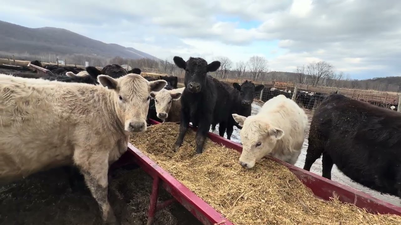 Rohrbaugh cattle 1