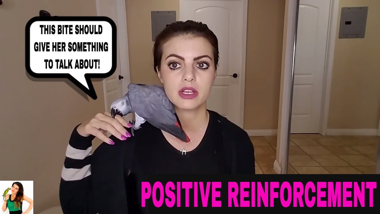 How To Train Your Parrot Using Positive Reinforcement, PART # 1 | PARRONT TIP TUESDAY