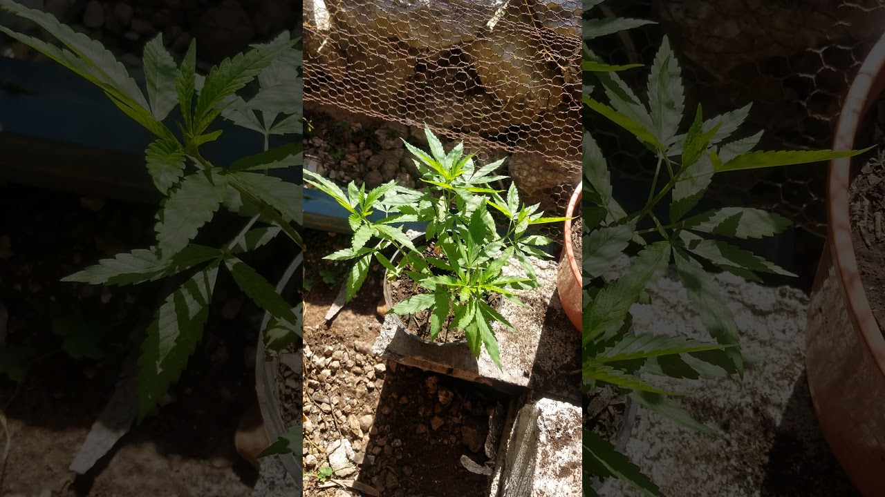 Marihuana Indica ~ 4 plantas una maceta