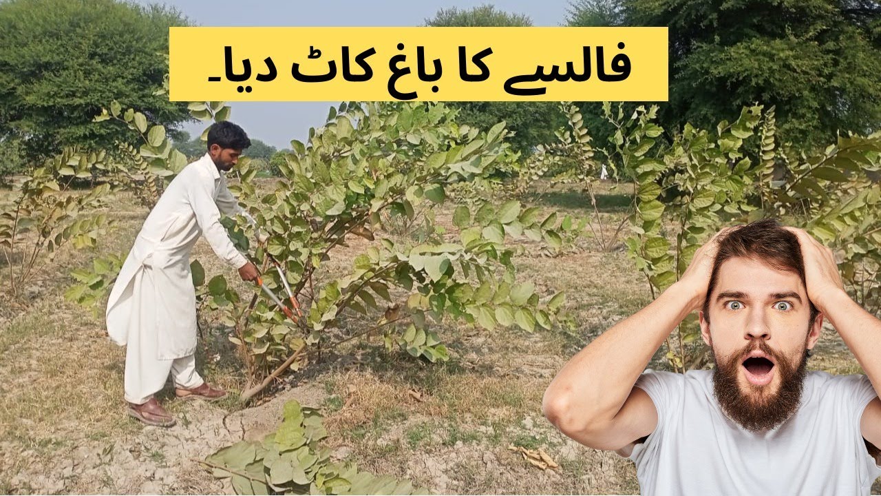 Falsa Farming In Pakistan | Pruning Management #farming