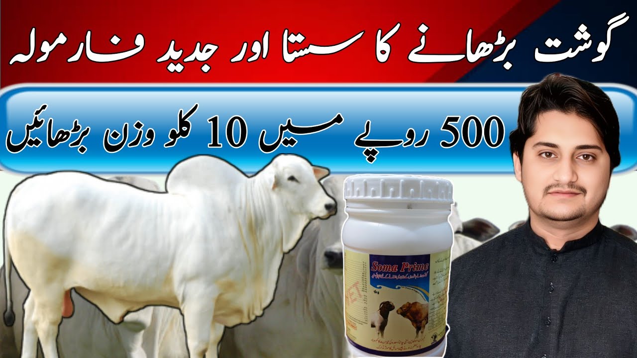 How To increase Weight Of Animaals || Janwar Ka Gosht Barhany Ka Tarika