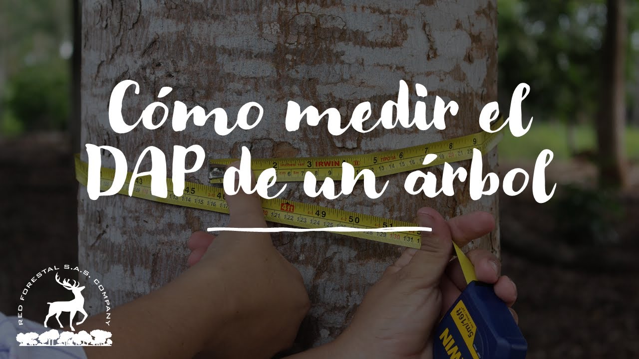 Cómo medir el diámetro de un árbol 🌳👷‍♂️