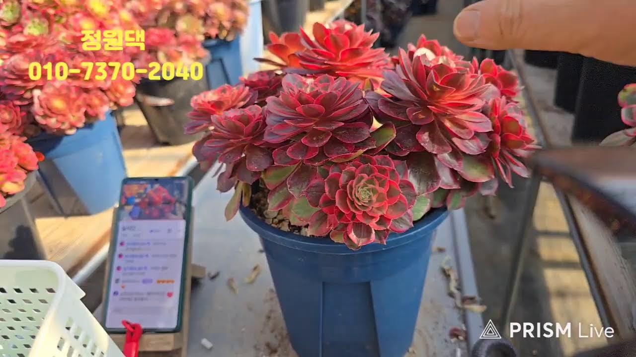 속초 정원다육 정원댁010.7370.2040
