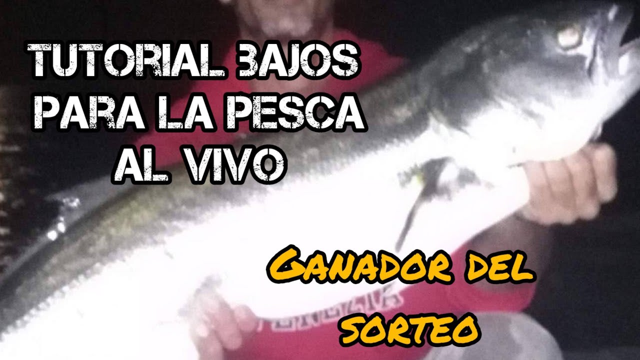 TUTORIAL de BAJOS para la PESCA al VIVO #anjova #pescaalvivo