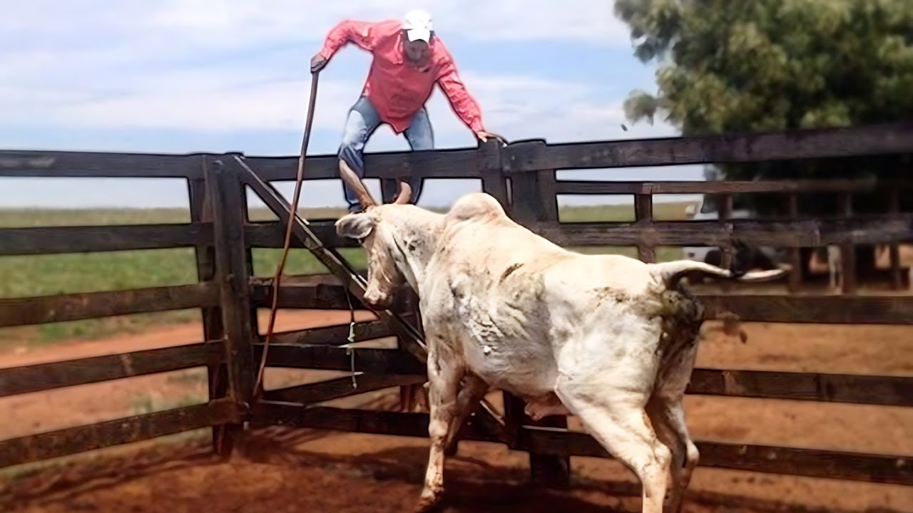 A Hora do NELORE 🐮 O Peão Já Sabe o Que Vem!