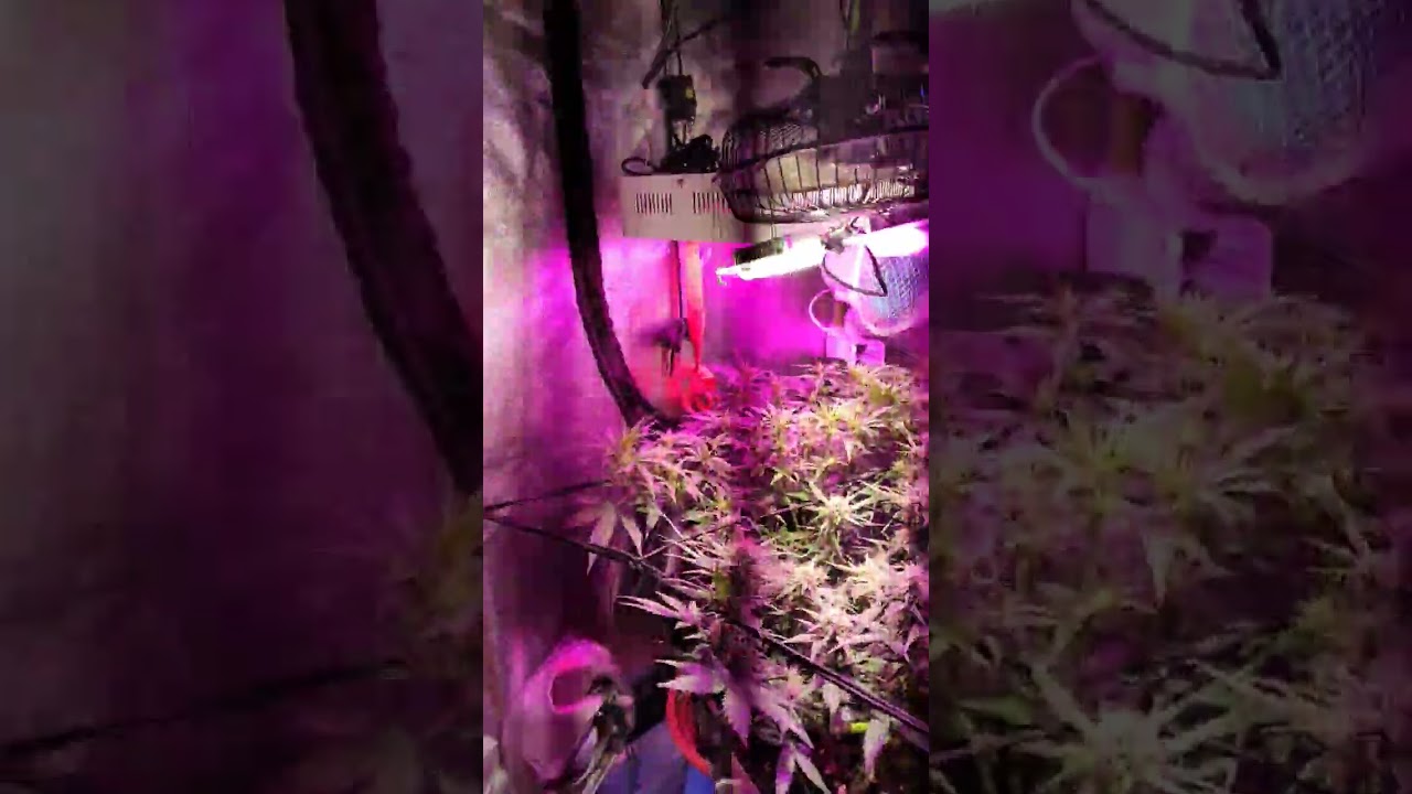 indoor update 8va semana auto Moby dick XXL grapefruitmatic