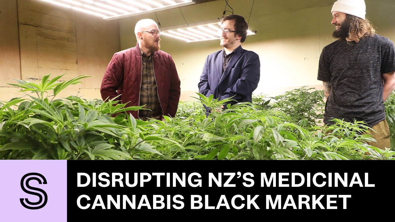 The company trying to disrupt New Zealand's medicinal cannabis black market | Stuff.co.nz