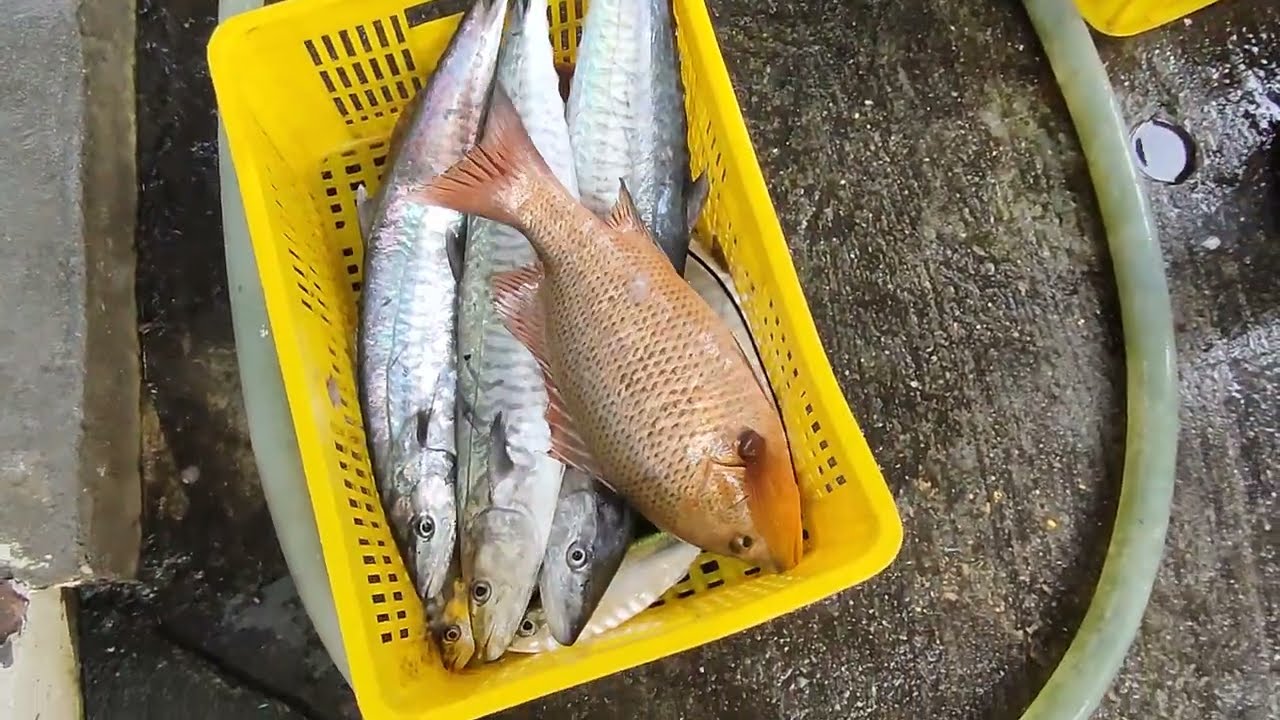 哇！親眼目睹漁船卸下超狂漁獲，多到擠滿整個碼頭，根本是海鮮天堂! 粉鳥林漁港 定置漁場 fish 11