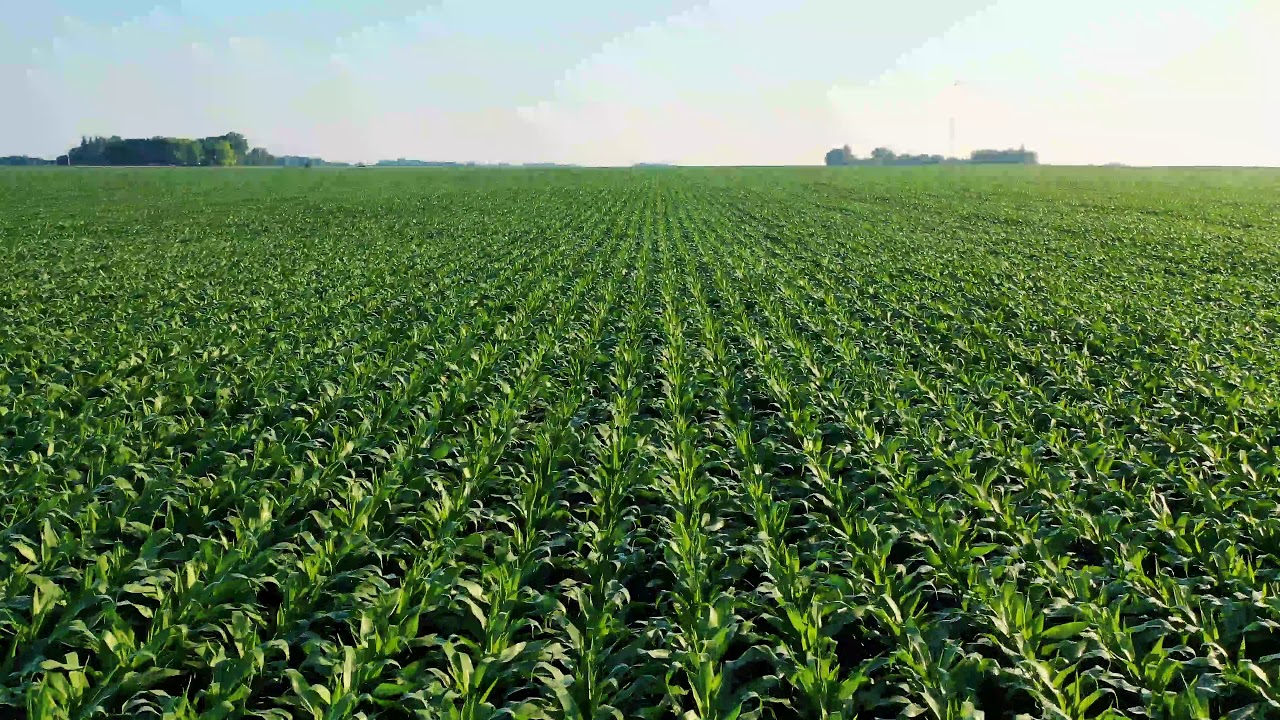 Copyright free stock footage || Crop Field