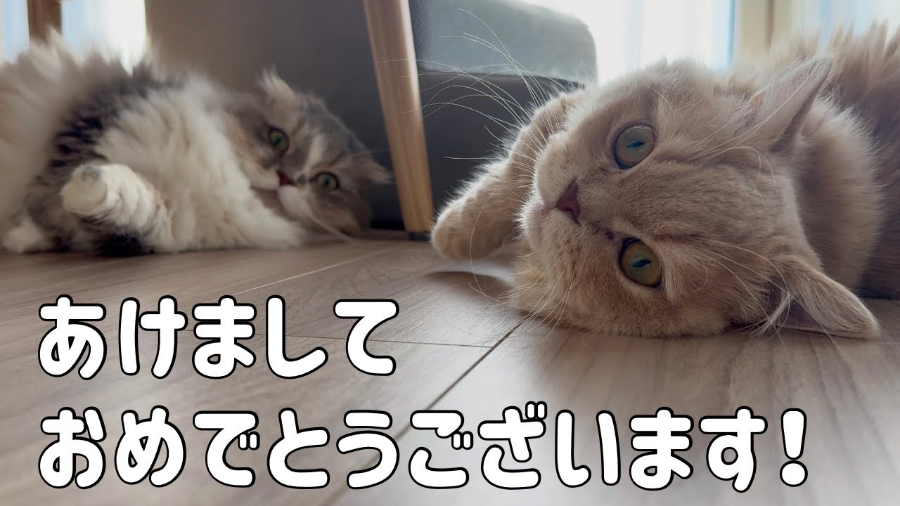 あずきときなこ、2026年のはじまり！まったりお正月！