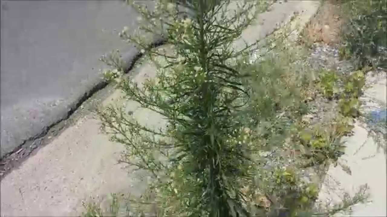 Needing Help Identifying Horseweed For Handrill Friction Fire.