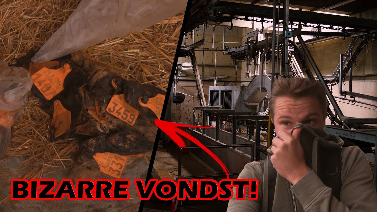 VARKENSOREN GEVONDEN IN VERLATEN SLACHTERIJ!