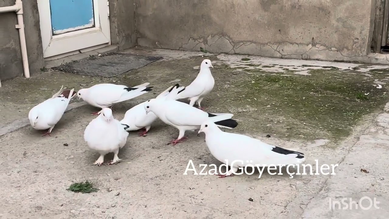 Kanala Abunə və Dəstək🙏🏼🕊️#bakigoyercinleri 