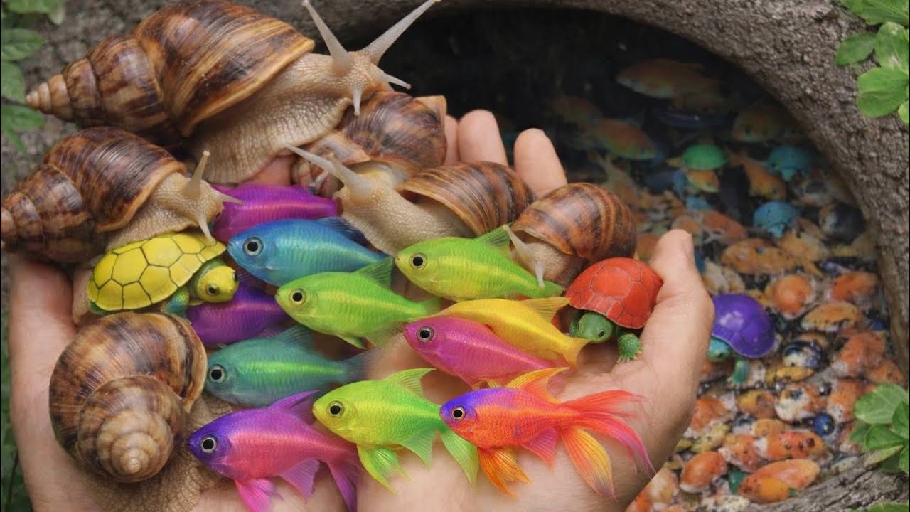 Catch Beautiful aquarium Three-TailedFish in Small Pond | Colorful Fish, giantAfrican land snails
