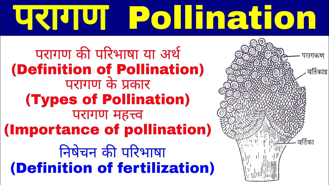 परागण(Pollination), परागण के प्रकार(Types of Pollination), परागण महत्त्व (importance of pollination)