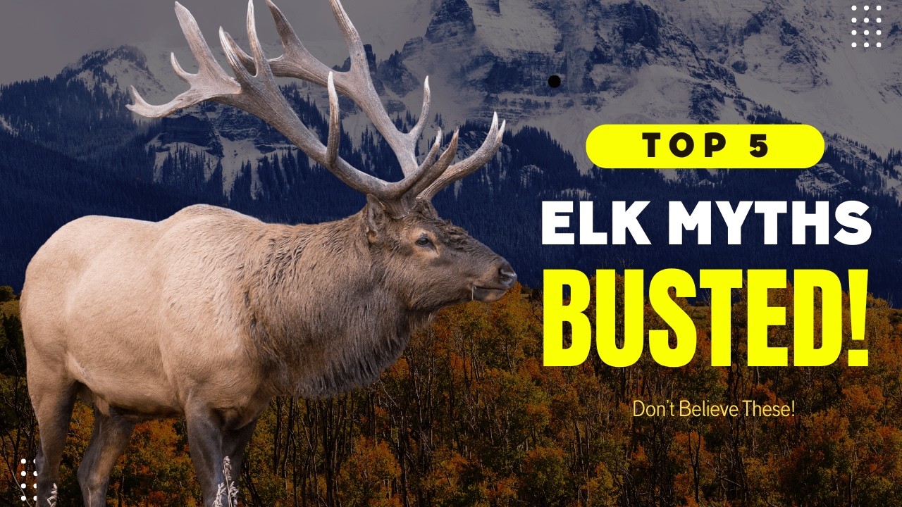 5 Common Elk Myths That Need to Go